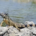 iguana_green_tf_gc_h_0163_cay1080.jpg